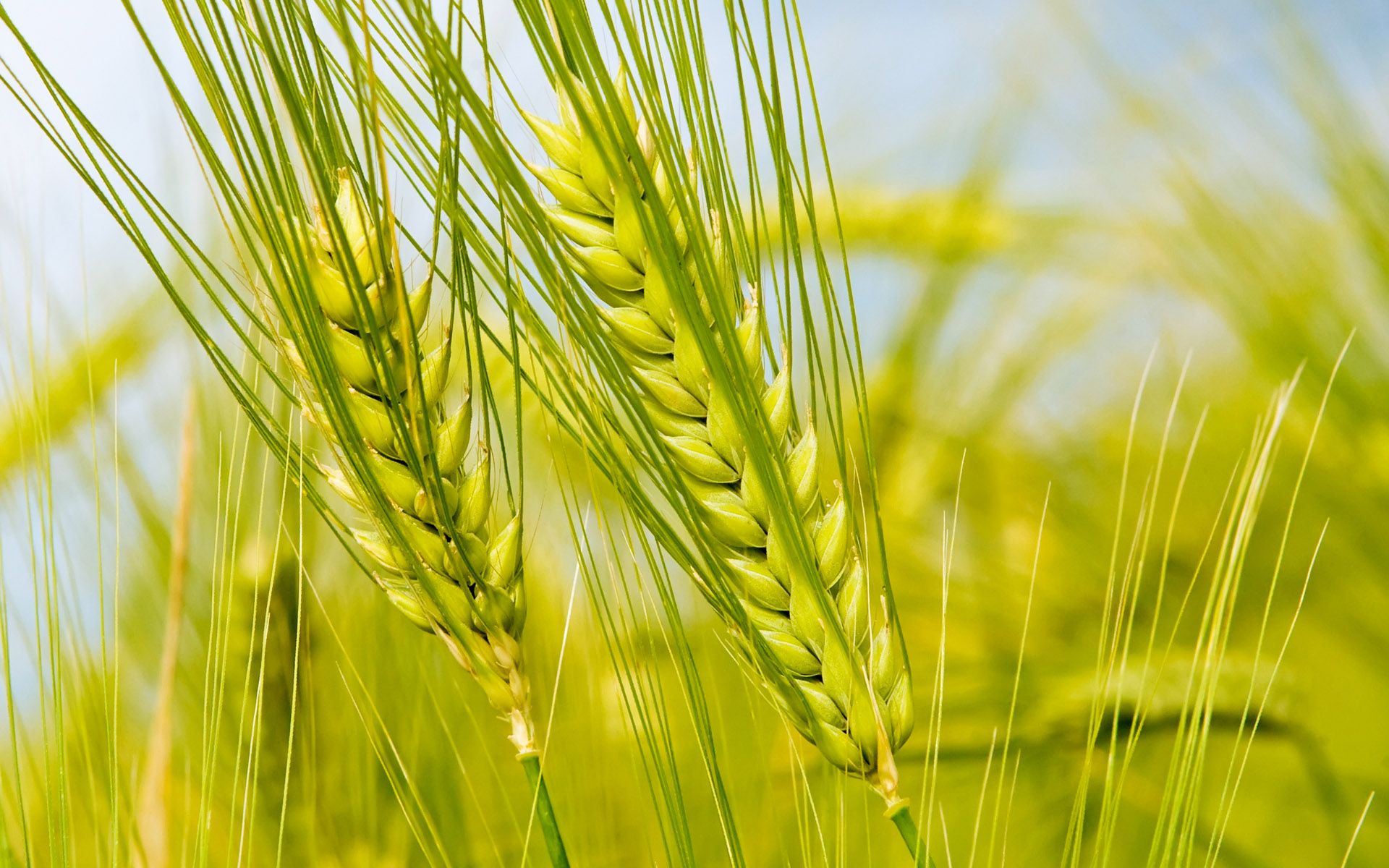 Wheat Photos for Front